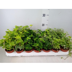 Hedera helix   ...mix 3