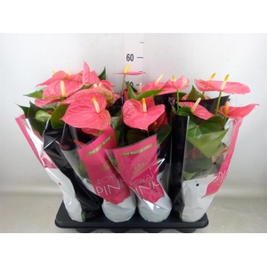 Anthurium andr. 'Colorado'