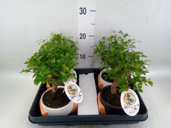 <h4>Bonsai   ...mix</h4>