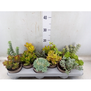 Crassula   ...mix