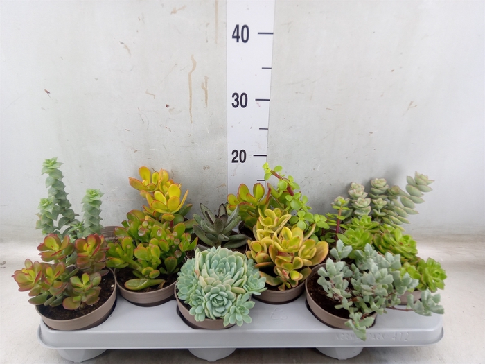 <h4>Crassula   ...mix</h4>