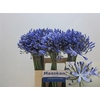 Agapanthus Intermedia
