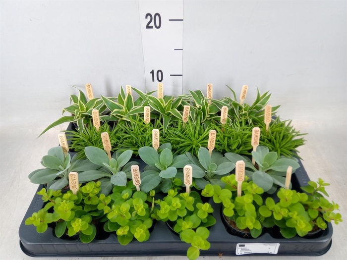 <h4>Planten ..mix</h4>