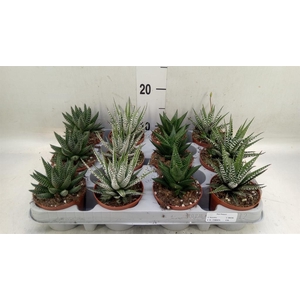 Haworthia   ...mix