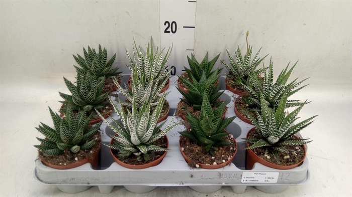 <h4>Haworthia   ...mix</h4>