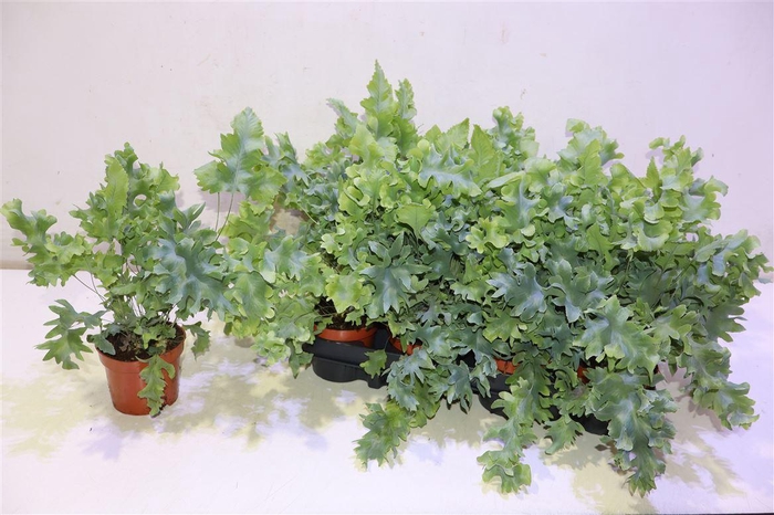 <h4>Phlebo A Davana</h4>