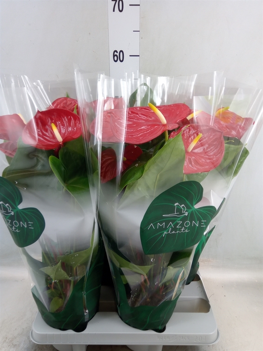 <h4>Anthurium andr. 'Nevada'</h4>