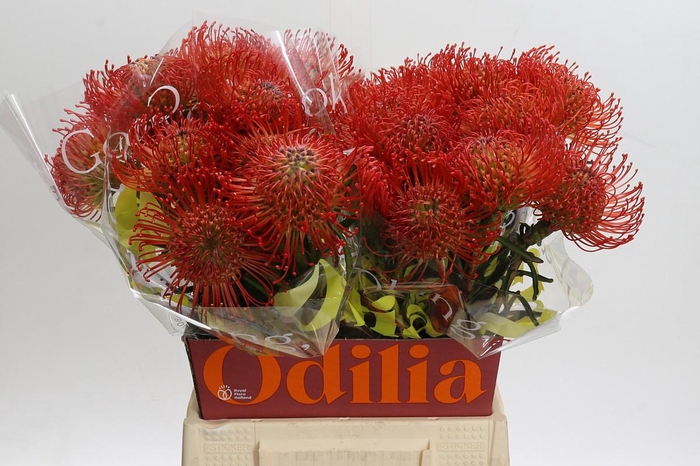 <h4>Nutans Succession</h4>