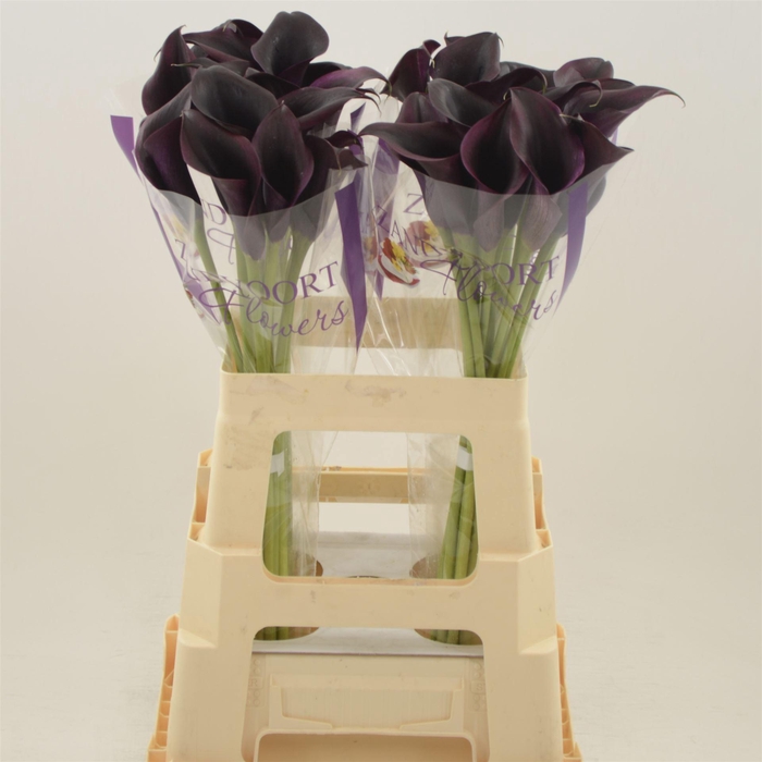 <h4>Calla Odessa</h4>