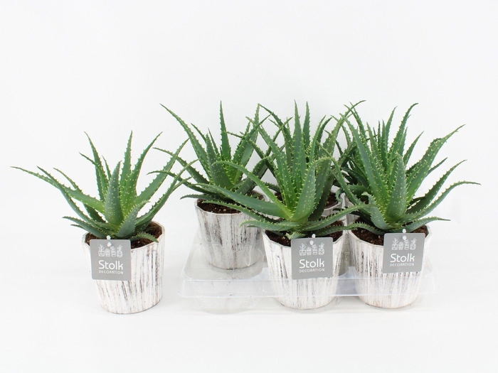 <h4>Aloe Arborescens Wood White</h4>