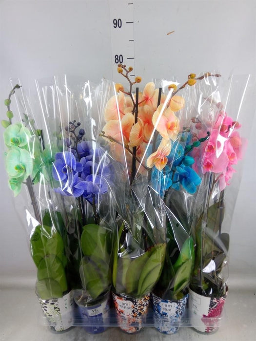 <h4>Phalaenopsis ...</h4>