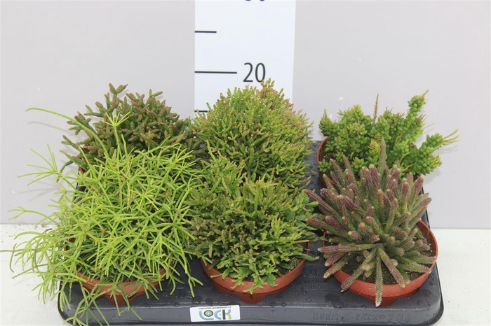 <h4>Rhipsalis Mix</h4>