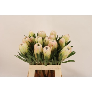 Protea White Night