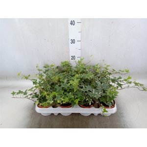 Hedera   ...variegated