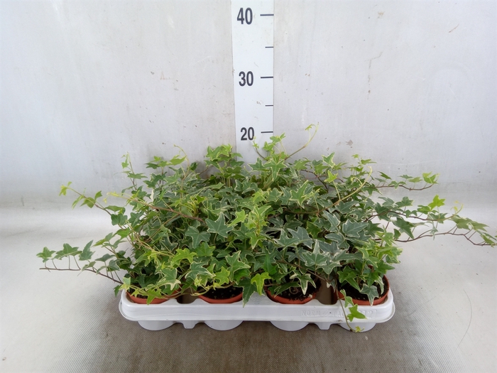 <h4>Hedera   ...variegated</h4>