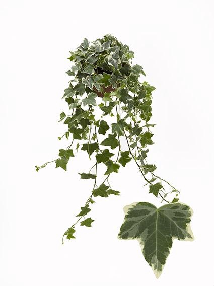 <h4>Hedera He Eva Beperkt leverbaar</h4>
