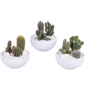 Cactus in witte schaal met wit grof grind, keien en etiket EV985