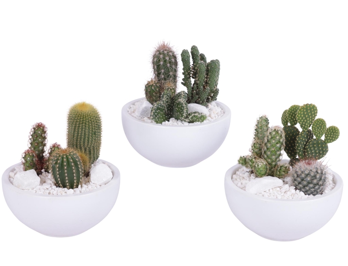 <h4>Cactus in witte schaal met wit grof grind, keien en etiket EV985</h4>