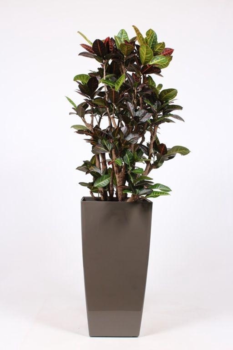 <h4>Codiaeum Petra (Croton) in Piza pot "taupe"</h4>