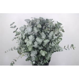 Euc Cinerea Per Bunch 400 Gram Ex