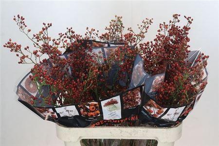 <h4>Rosa Ouverture 80cm</h4>