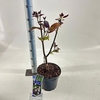 Catalpa Purpurea