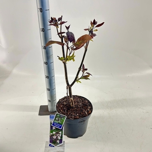 Catalpa Purpurea