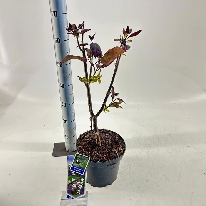 <h4>Catalpa Purpurea</h4>