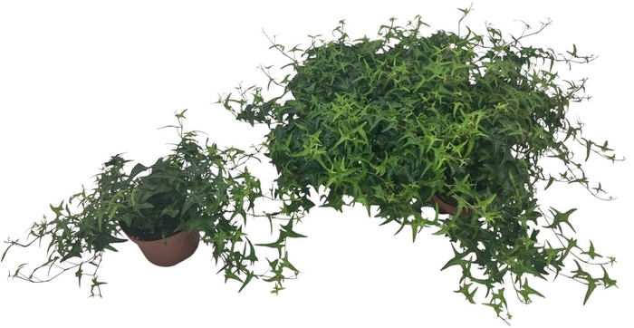 <h4>HED HE TRES COUPE</h4>