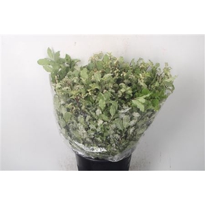 Pitto Nevato Per Bunch 150 Gram