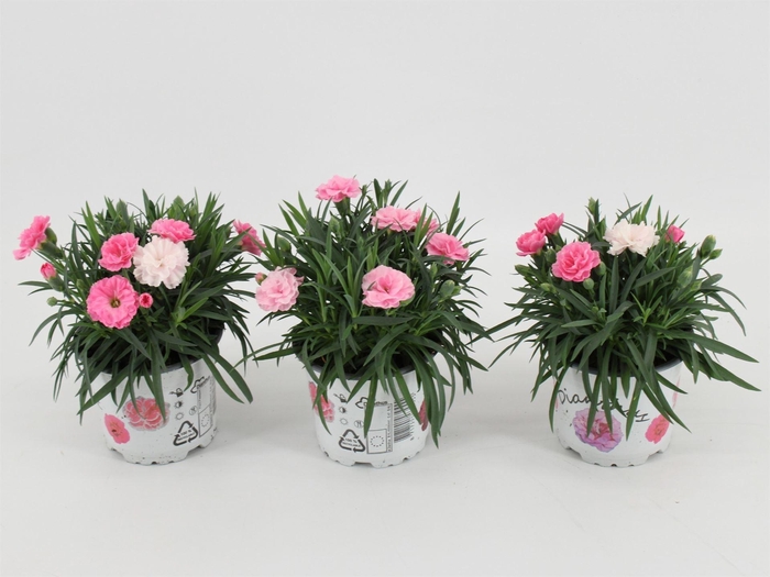 <h4>Dianthus  'I Love U'</h4>