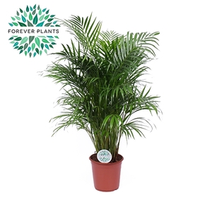 Dypsis Lutescens p24 (Areca)