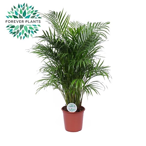 <h4>Dypsis Lutescens p24 (Areca)</h4>