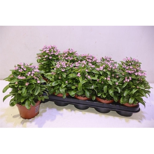 Myos Sy Mon Amie Pink