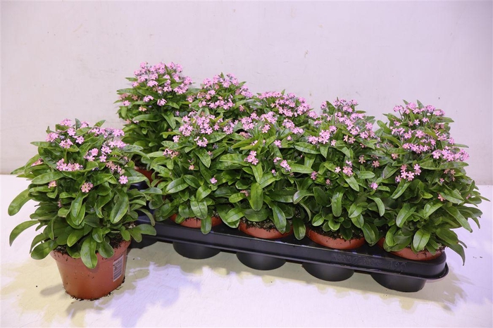 <h4>Myos Sy Mon Amie Pink</h4>