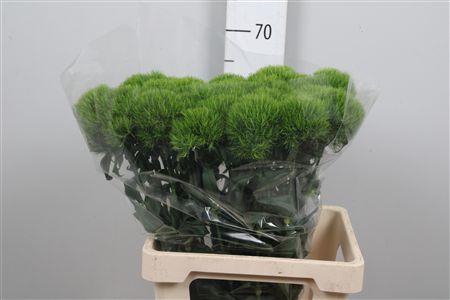 <h4>Di Barb Kiwi Mellow</h4>