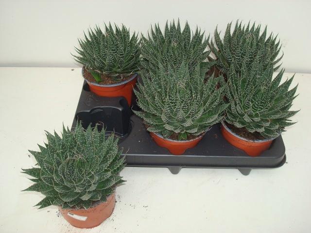 <h4>ALOE ARISTATA</h4>