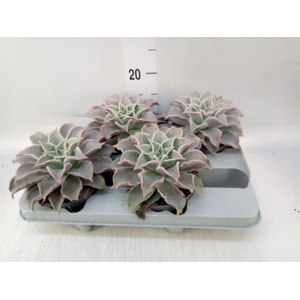 Echeveria   ...