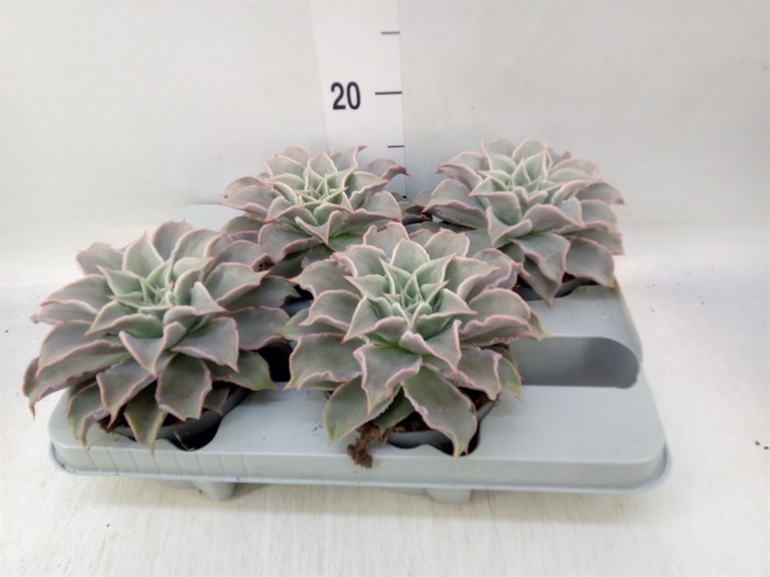 <h4>Echeveria   ...</h4>
