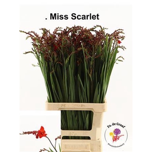 Crocosmia Miss Scarlet Red 80cm