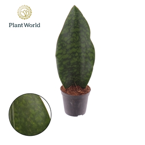 Sansevieria ‘Masoniana’ Whale Fin