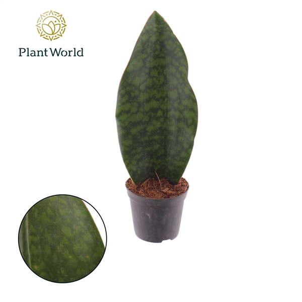 <h4>Sansevieria ‘Masoniana’ Whale Fin</h4>