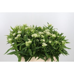 Asclepias Inc. White Super