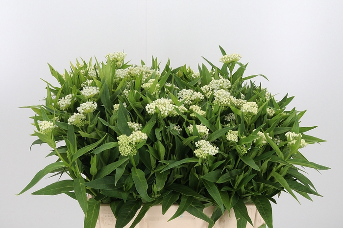 <h4>Asclepias Inc. White Super</h4>