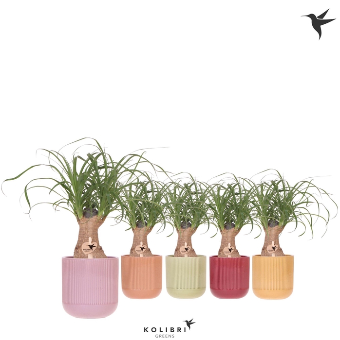 <h4>Kolibri Greens Beaucarnea in Flare pot mix</h4>