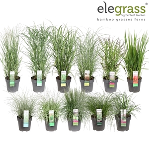 Grassen mix laag - Elegrass Hardy Ornamentals P29