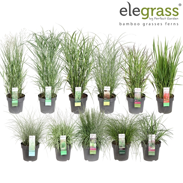 <h4>Grassen mix laag - Elegrass Hardy Ornamentals P29</h4>