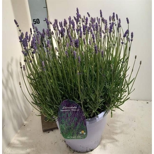 Lavandula angus. 'Havanna Dark'