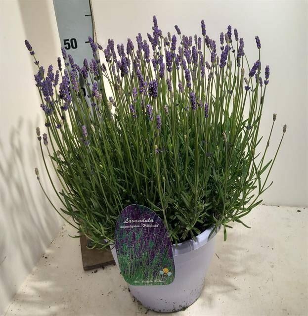 <h4>Lavandula angus. 'Havanna Dark'</h4>