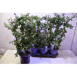 Cean Th Repens